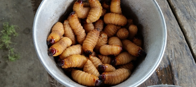 grass grubs