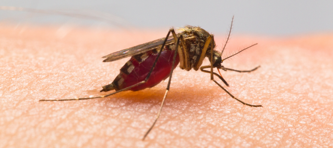 a mosquito