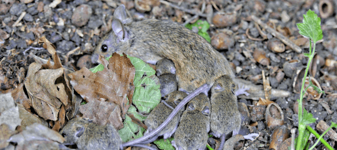 mice