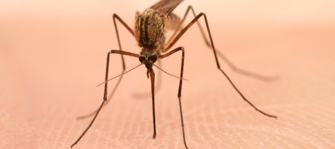 a mosquito on skin