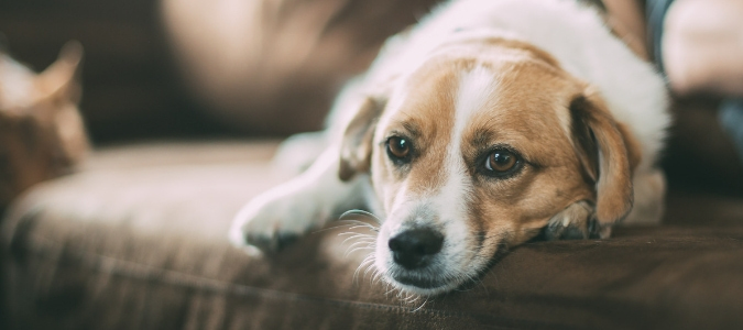Do termites bite dogs