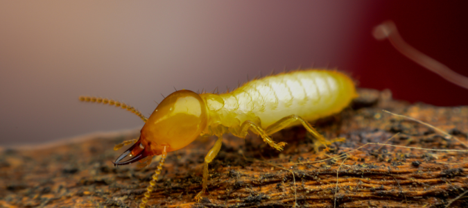 a termite