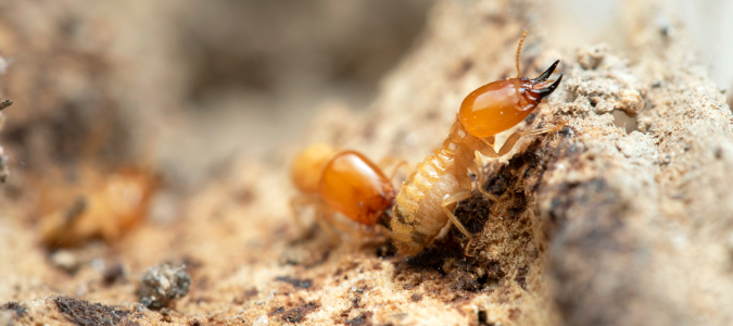 termites