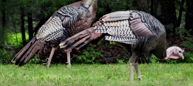 Do turkeys eat ticks