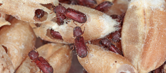 wheat weevils