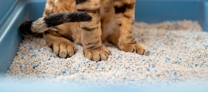 a cat in cat litter