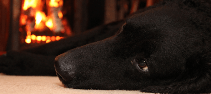 Does cold weather kill fleas