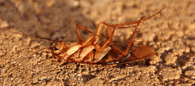 A dead cockroach