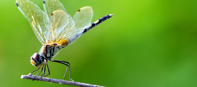 a dragonfly
