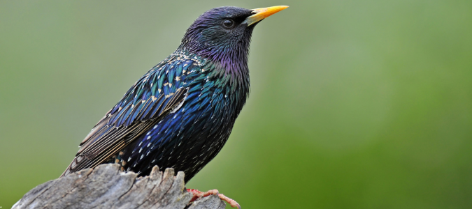 a european starling