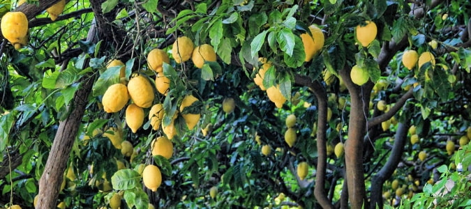 Fast growing fruit trees