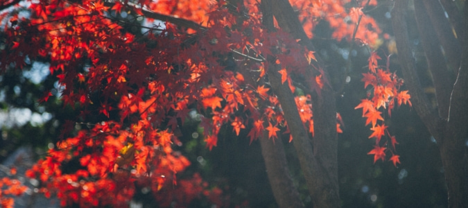 Fast growing shade trees for small yards