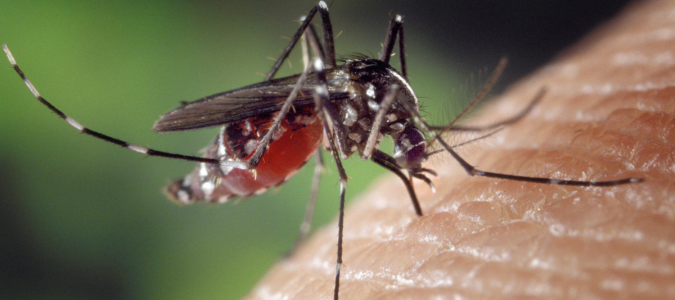 a female mosquito