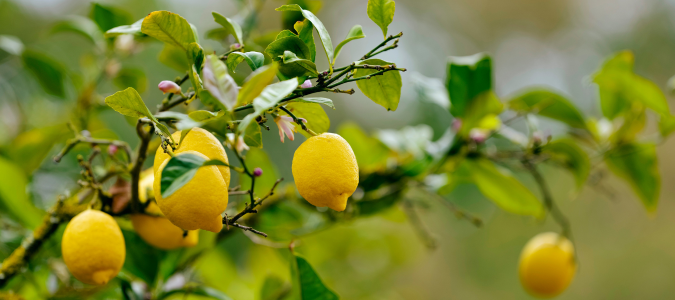 a lemon tree