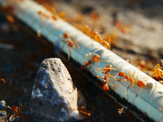 Fire-Ants