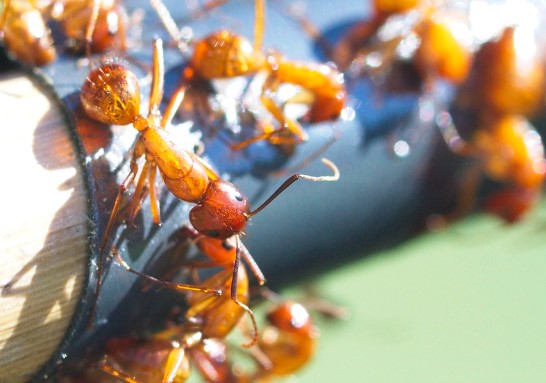 Fire-Ants