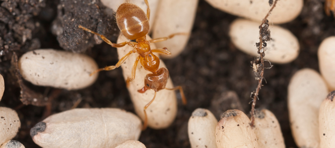 a fire ant protecting an egg