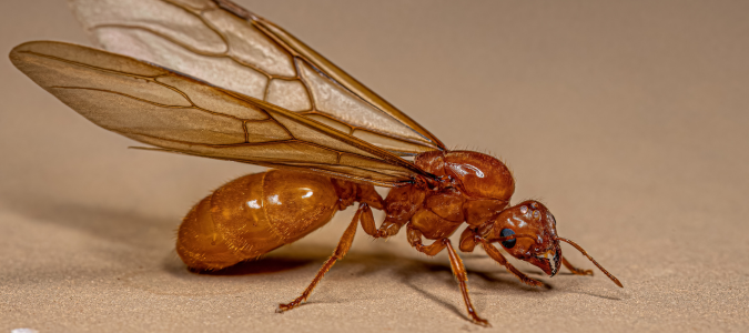 a fire ant queen
