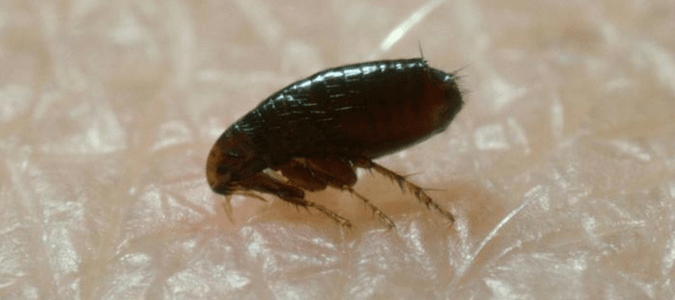 a flea