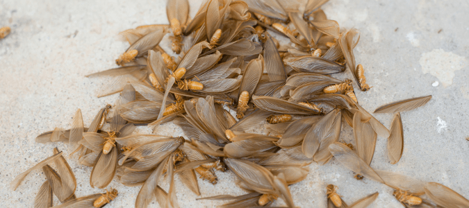 Get rid of swarming termites