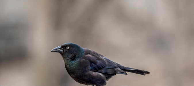 great-tailed grackle