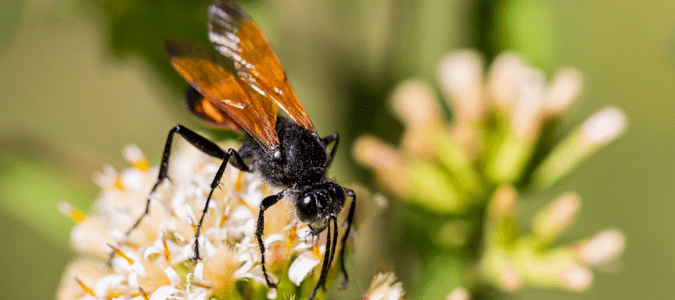 Great golden digger wasp