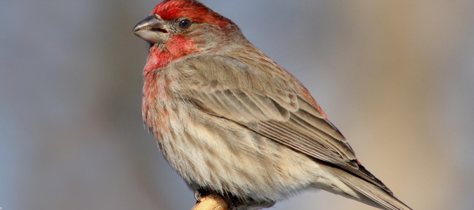 a house finch