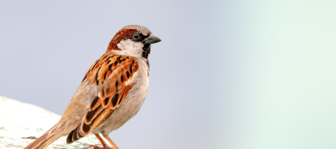 House sparrow