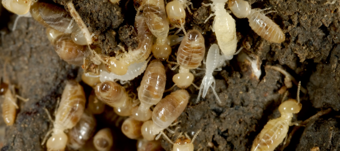 termites