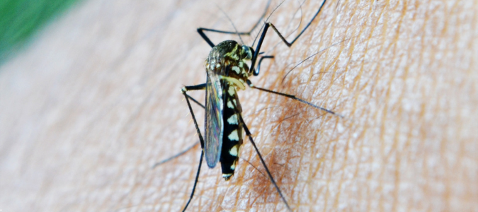 a mosquito on skin