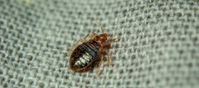a bed bug on a blanket