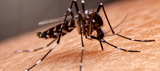 a mosquito on a person's skin