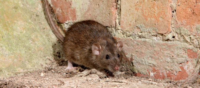 a rat
