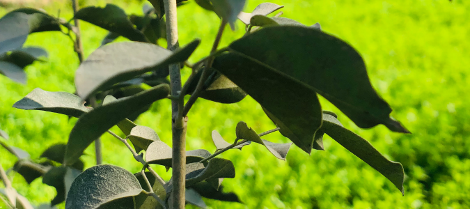 a new tree