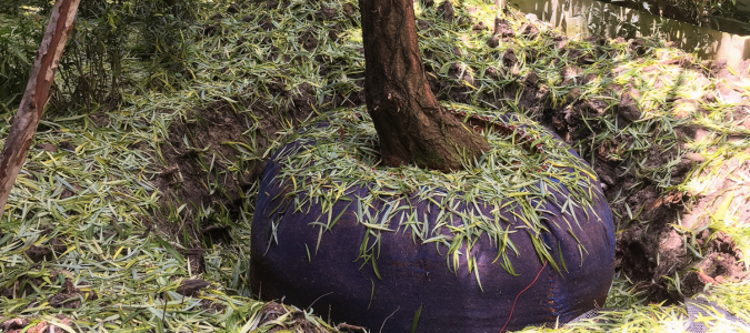 tree transplanting
