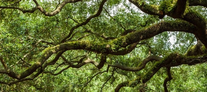 an oak tree