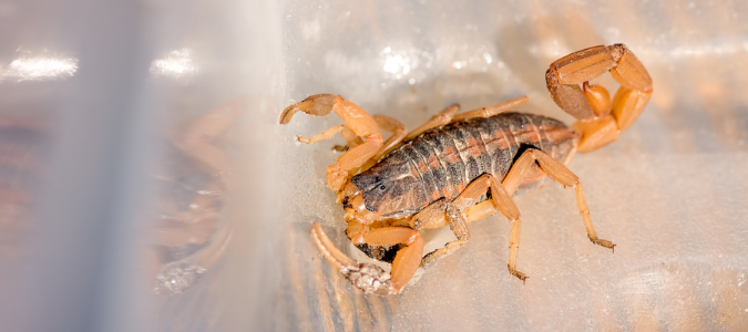 a scorpion