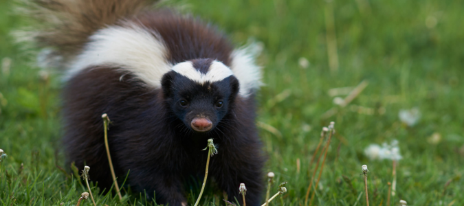 a skunk