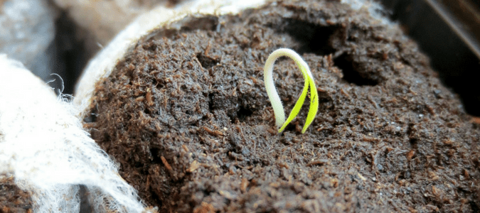 How long does it take for wildflowers to grow