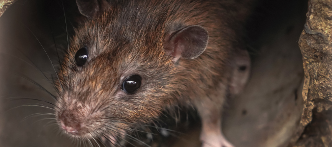 a rat
