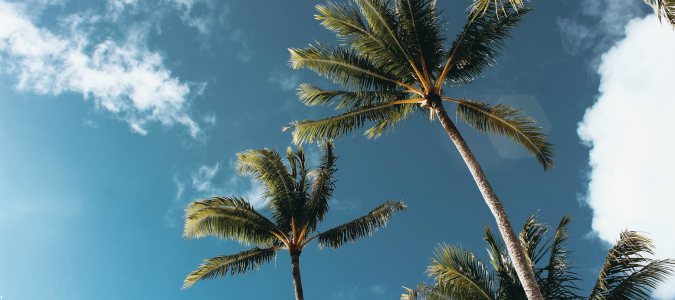 palm trees
