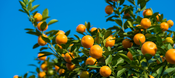 a citrus tree