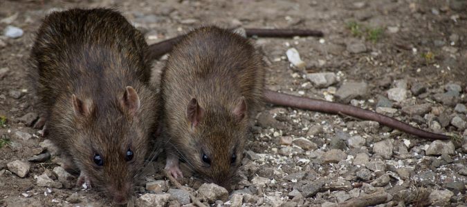 a rat