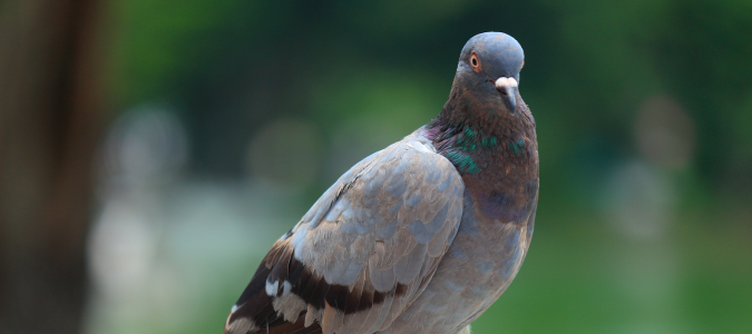 a pigeon