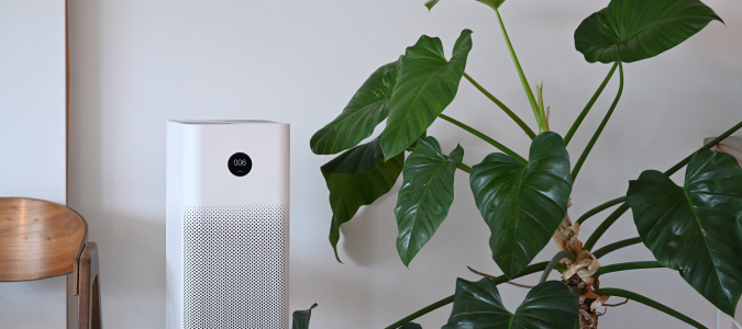 a plant and an air purifier