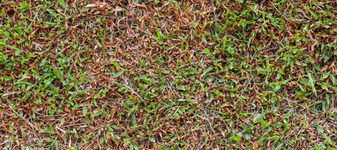 a damaged lawn