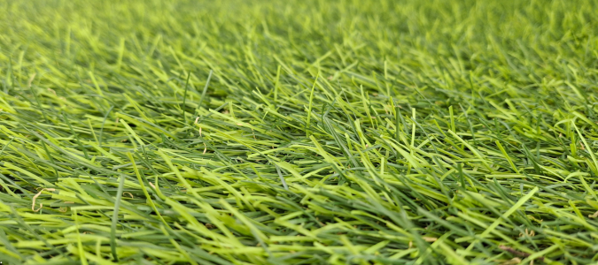 tall grass