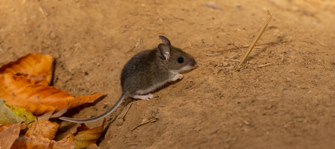 a deer mouse