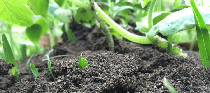 How to plant wildflowers in grass