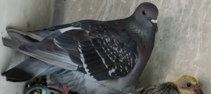 a pigeon nest